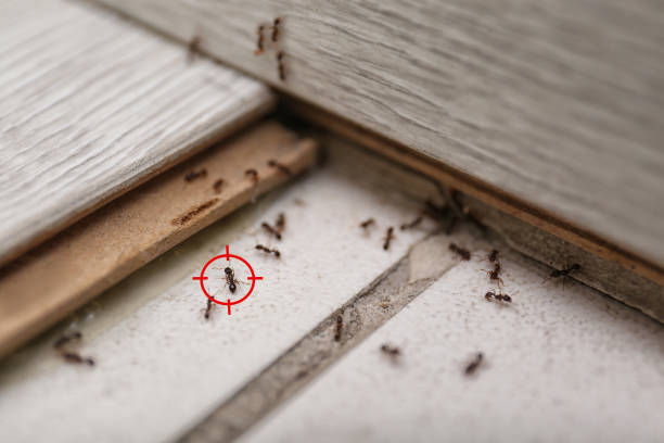 Best Local Pest Control Services  in Carmi, IL